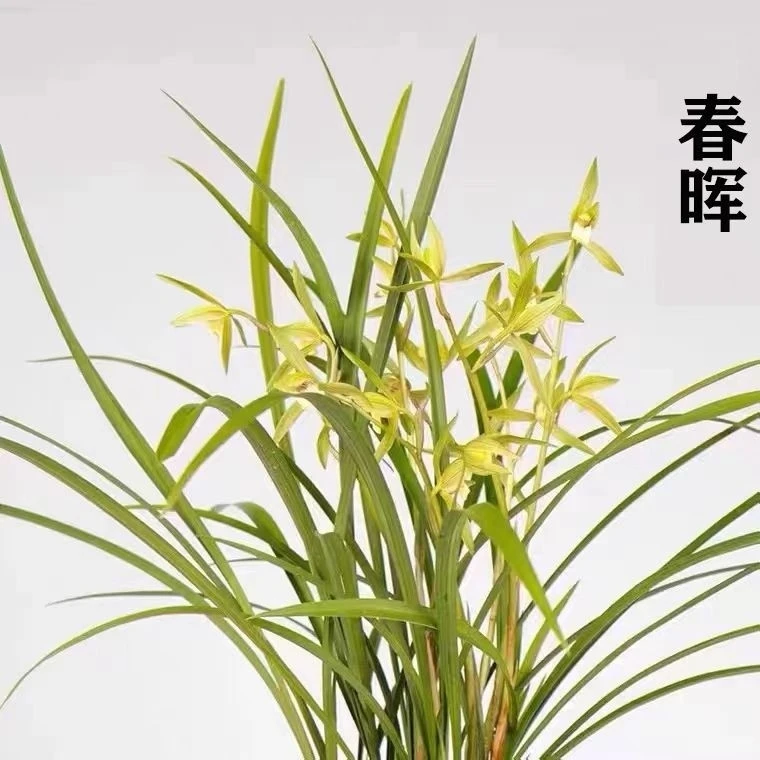 【春兰春晖】浓香型青苗原盆原土兰花绿植盆栽