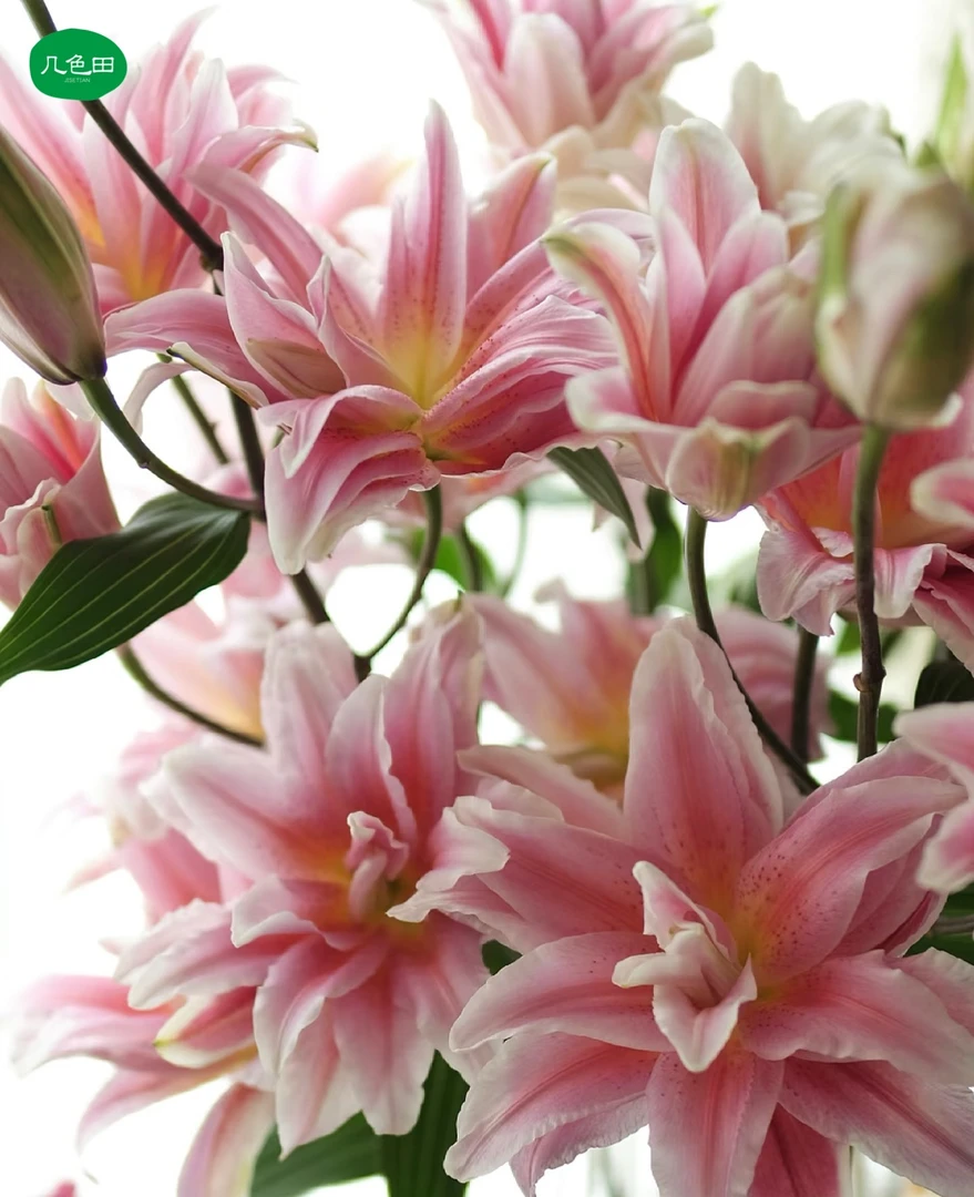 3头胡安娜----重瓣百合云南直发鲜花云南花插花鲜花