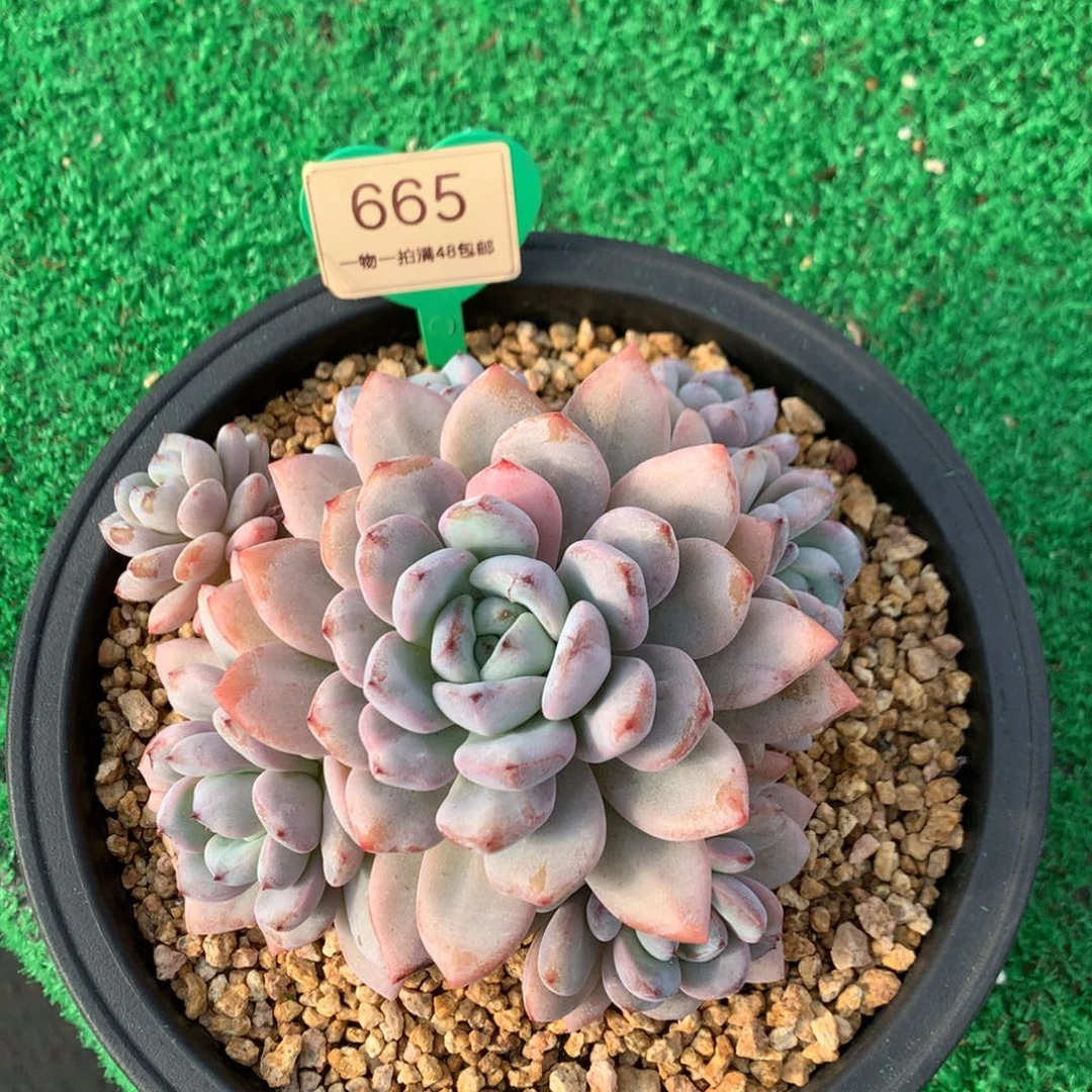 多***喵香香雪老桩捧花差价665