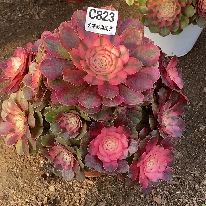 多肉植物荔枝823多肉