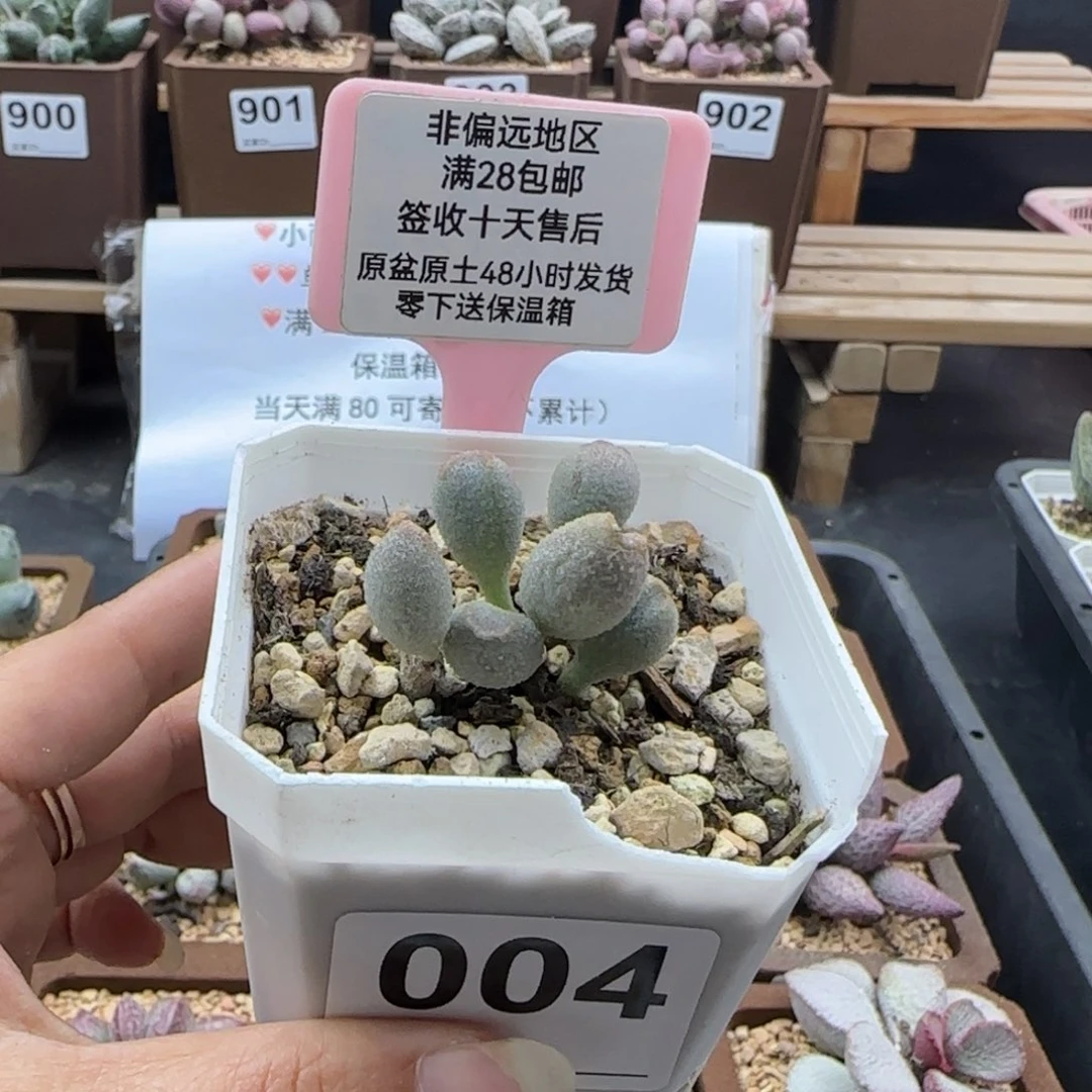冰***酱004冰晶哈密瓜多肉植物