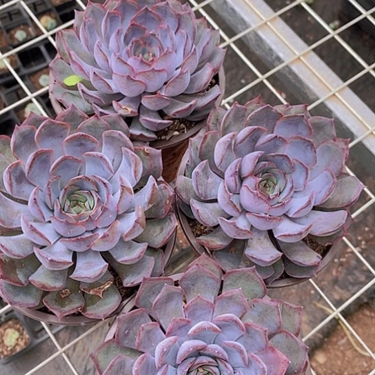 暗冰大单头莲花座3盆