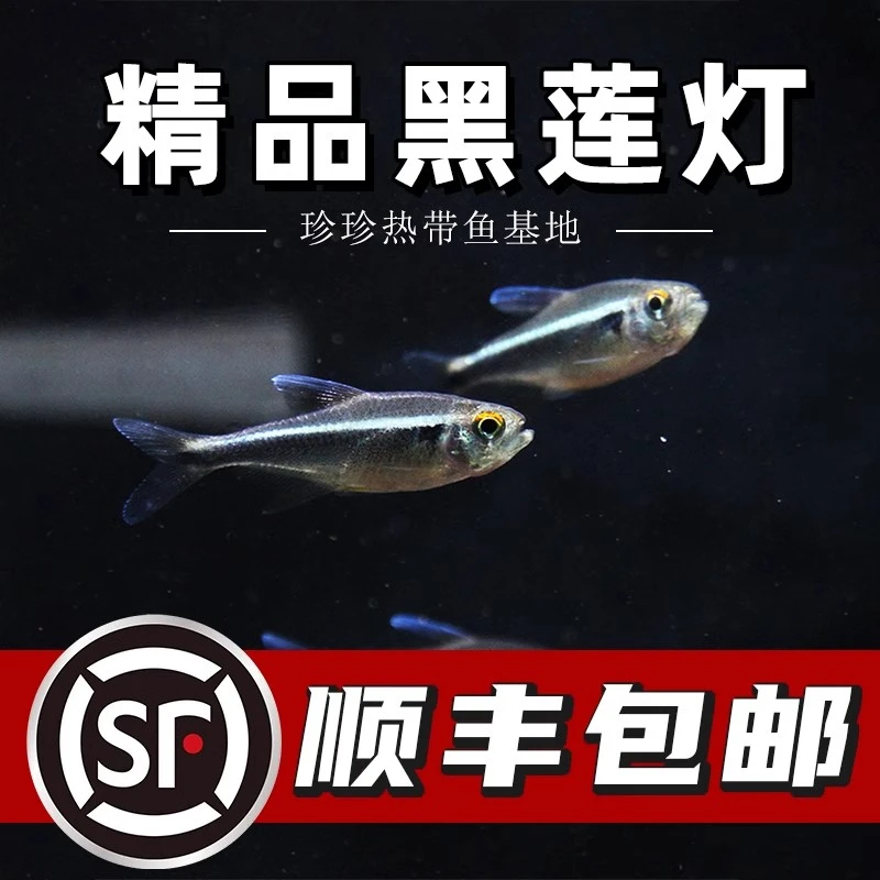 黑莲灯小型观赏灯科鱼热带鱼荧光斑马鱼群游鱼淡水鱼活体好养包邮