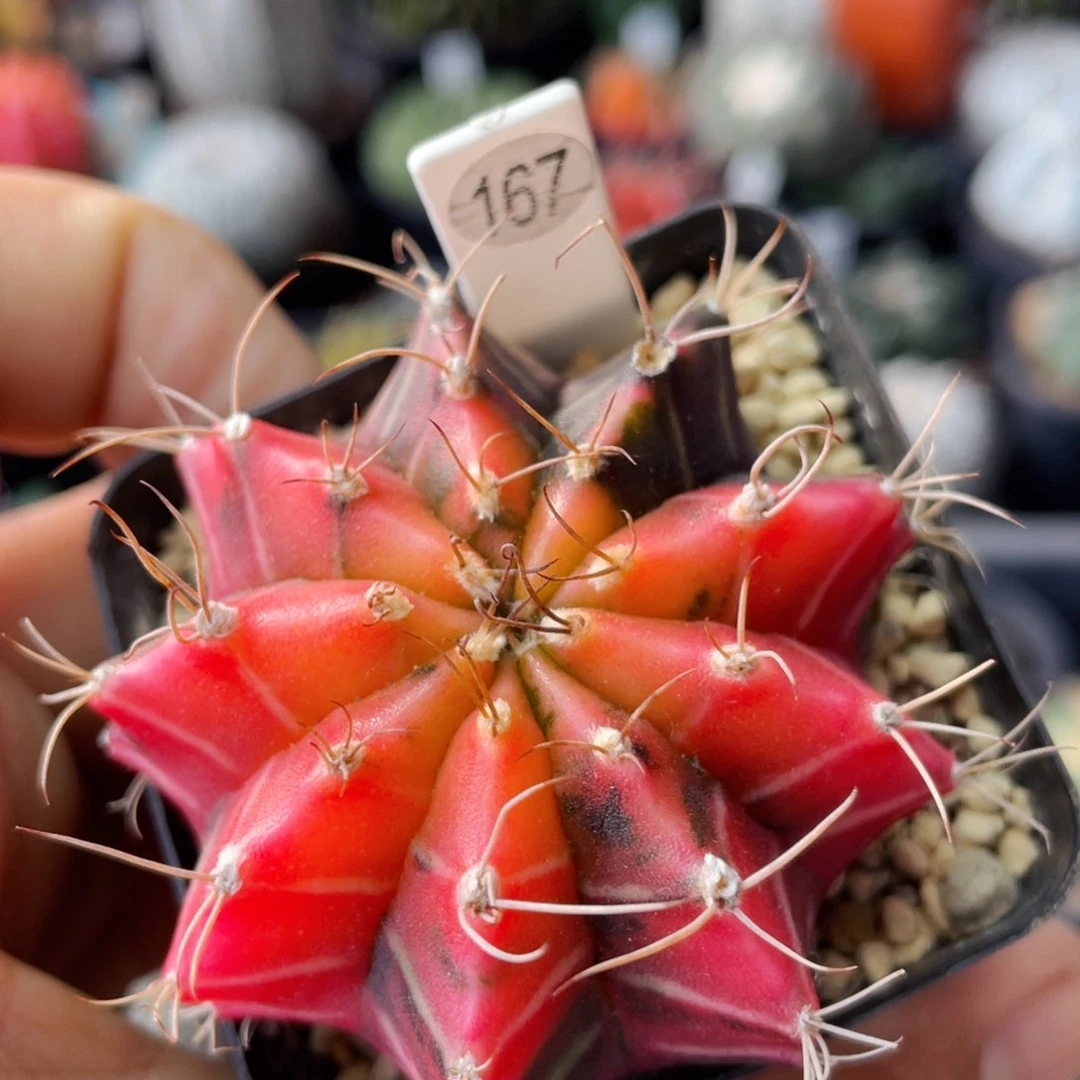 仙人球满28包邮盆口径5公分米哈锦