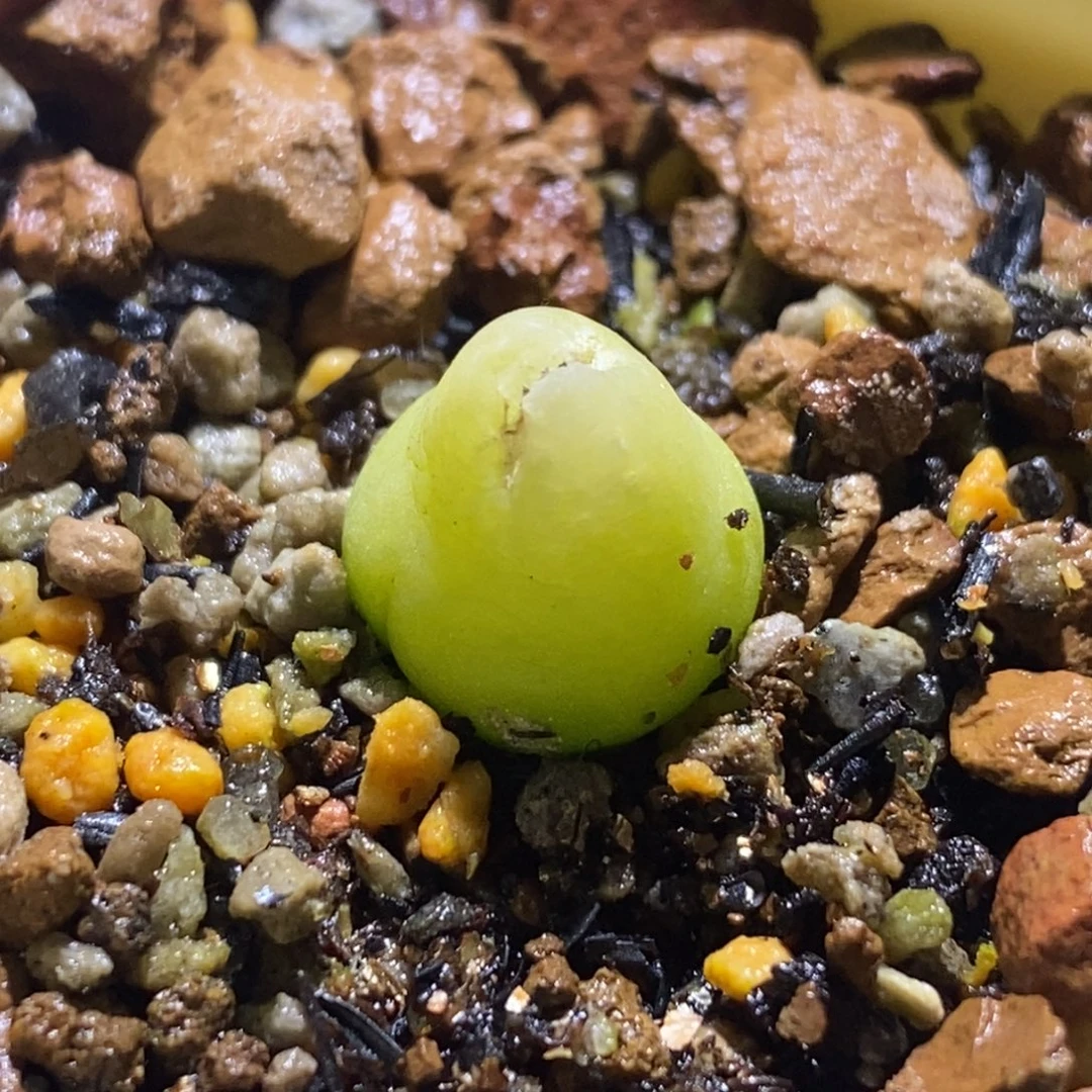 一颗大葫芦葫芦福利