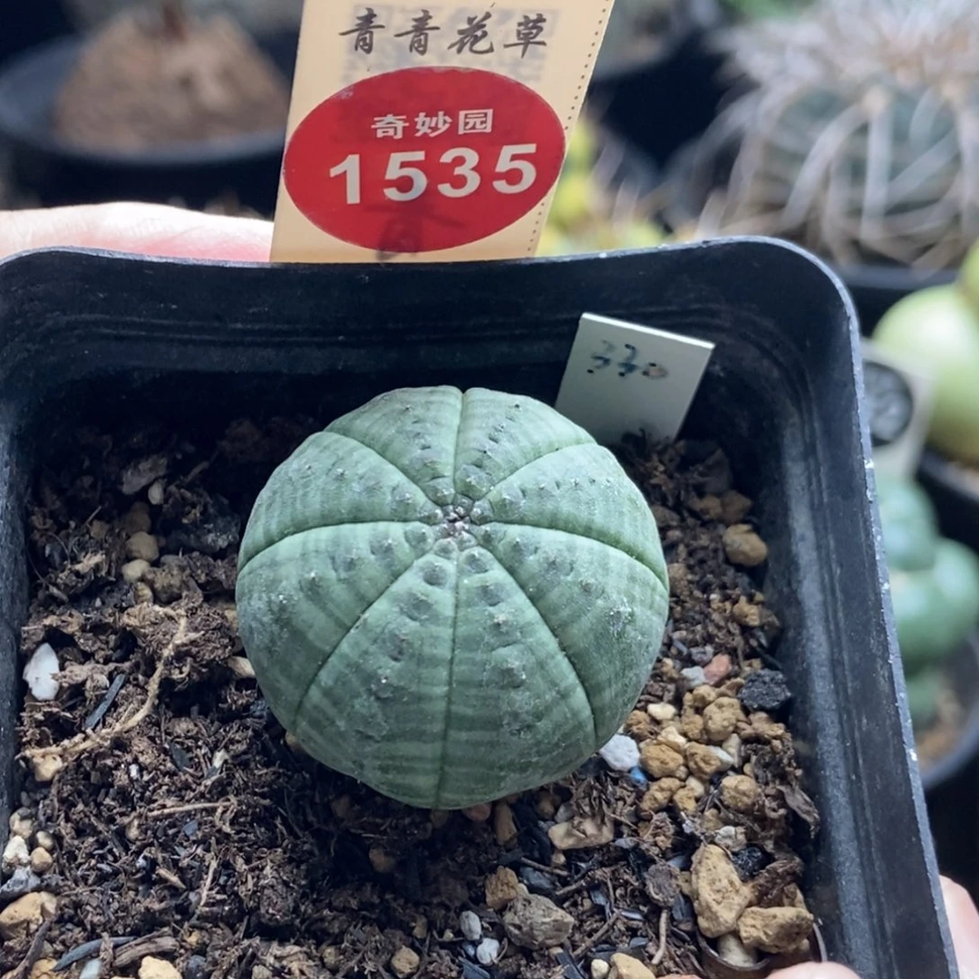 实生白肌神玉布纹球3.1cm