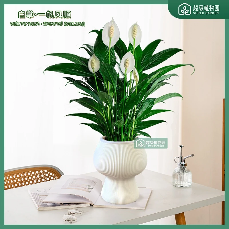 白掌一风顺土培植物易活盆栽室内花卉绿植水土养四季开花客厅植物