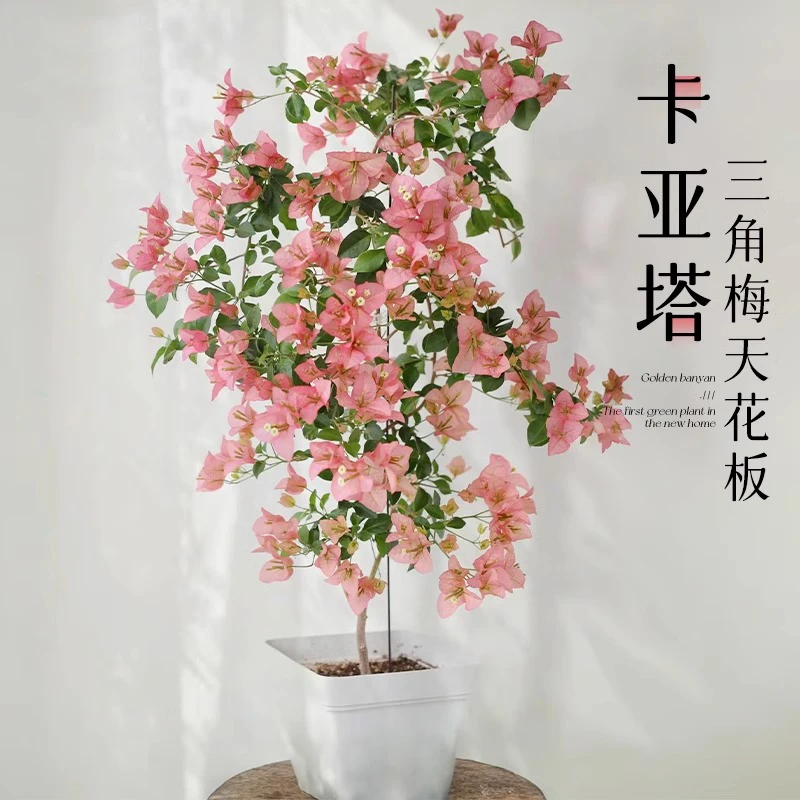 卡亚塔三角梅盆栽绿樱带花苞四季开花网红适合阳台庭院种植好养活