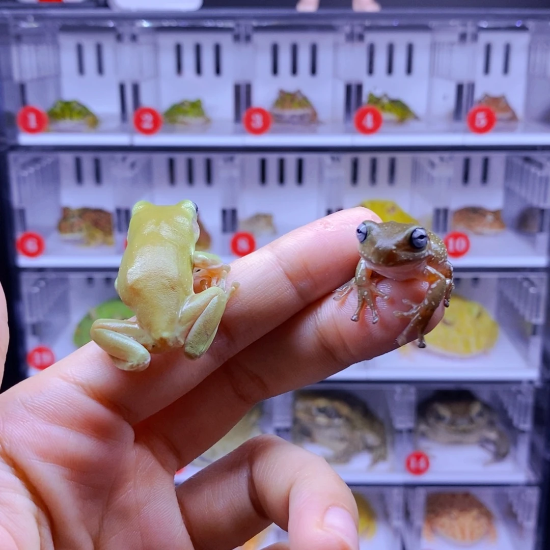 角蛙4厘米姥爷树蛙特价秒杀