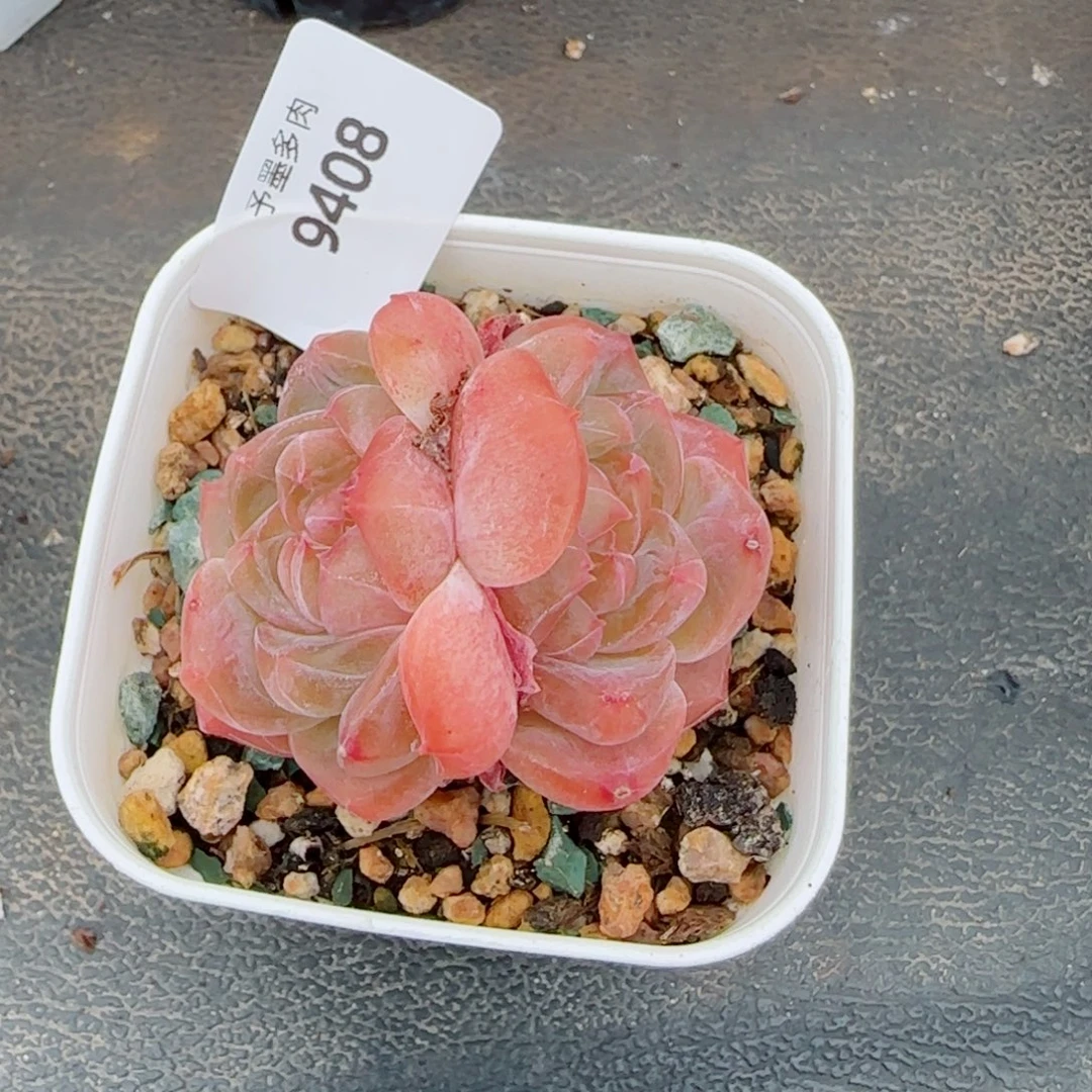雪塔冰魄，9408多肉植物