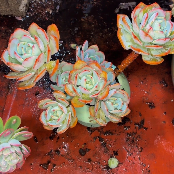 牛***嫂老桩精品肉肉白月光