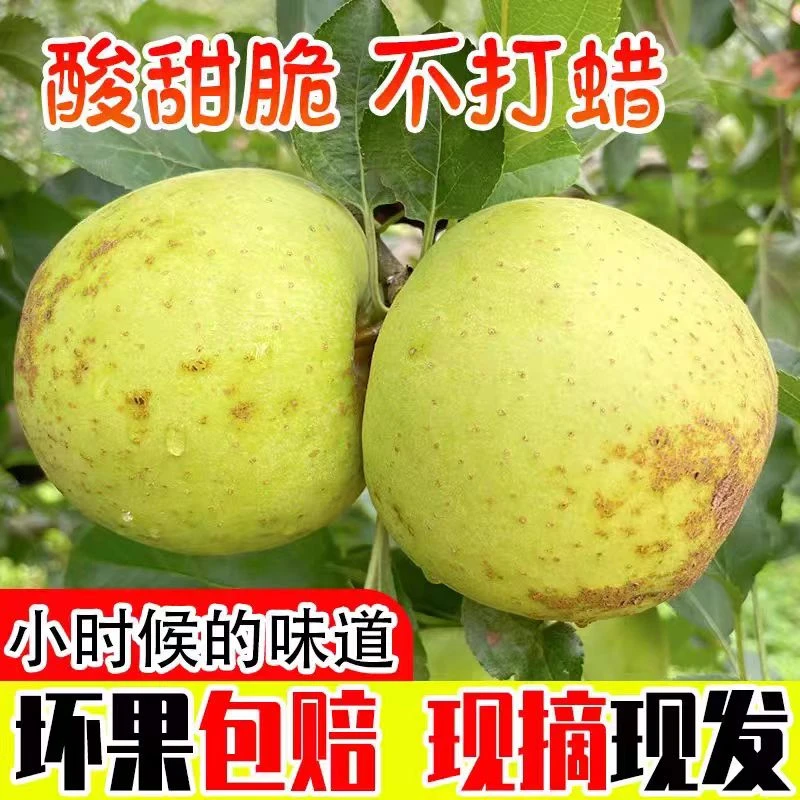 【今天拍/明天到】正宗金帅苹果酸甜苹果2斤/4.5斤/8斤江苏省