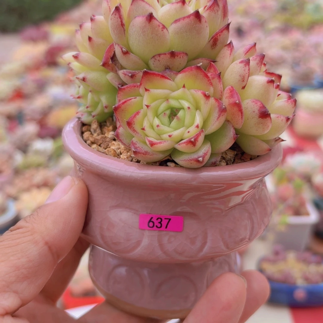 一**条一物一拍编号637