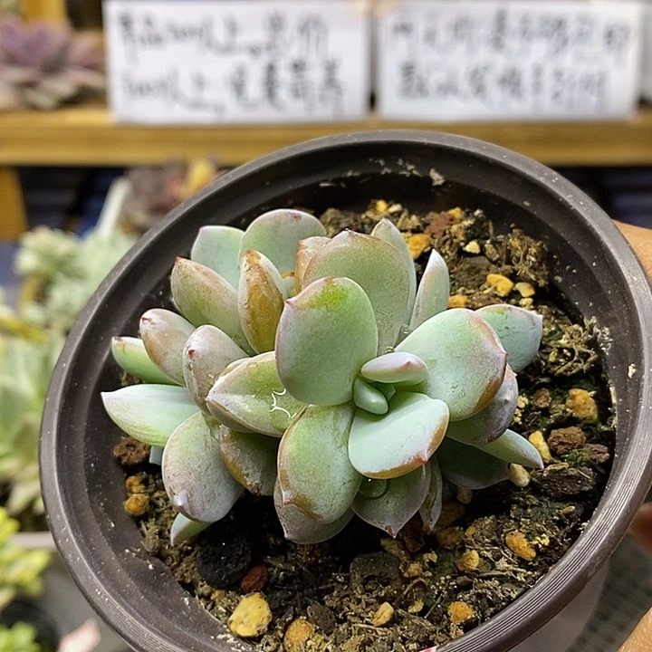 01214 正版奶茶 4 头自然群