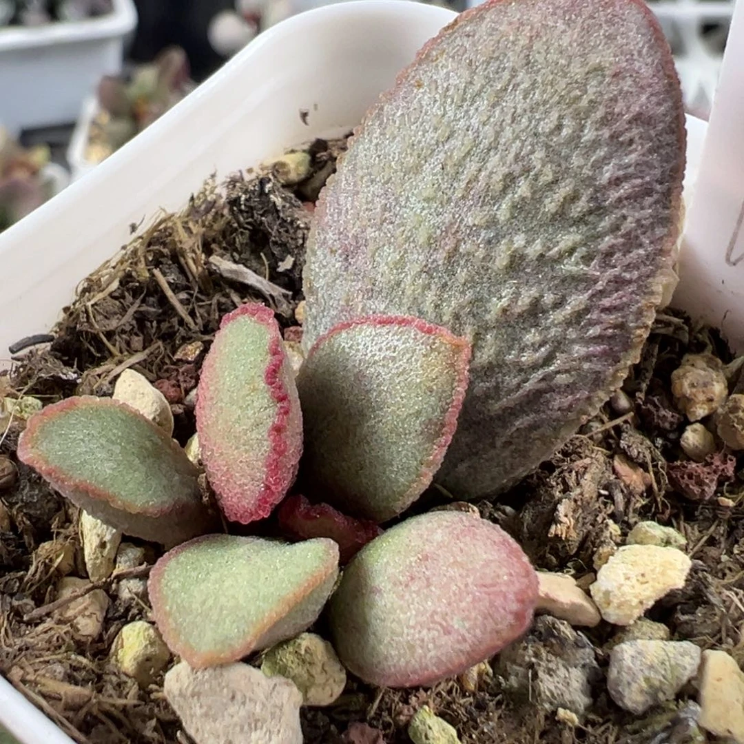 w琉璃磨砂蛋多肉植物水泡