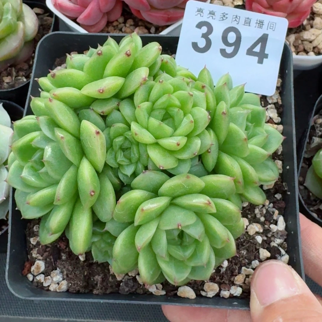 麦秆群生          摇身一变高富帅，一夜暴富动作快