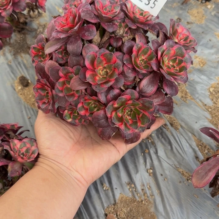 235魅金锦。多肉植物