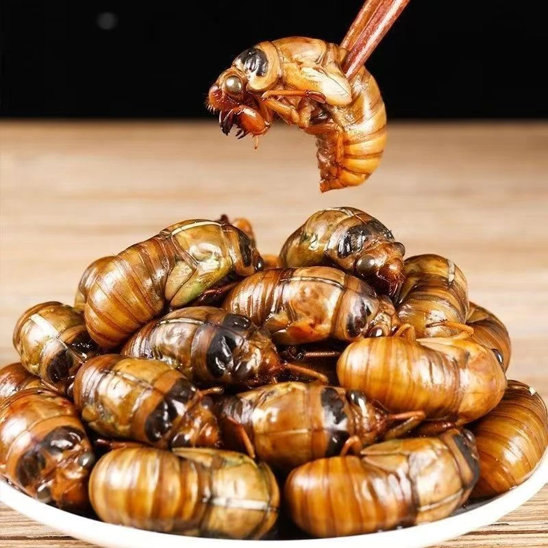 【粉丝福利】2025新鲜果园大金蝉知了猴爬叉现抓速冻果园大蝉