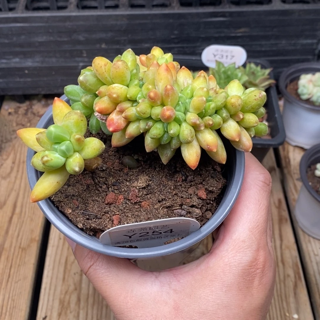 0254 黄香蕉缀 12cm