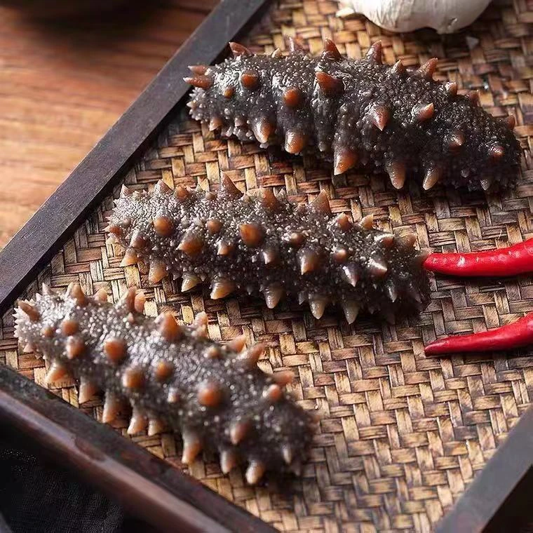 9A大连鲜食健康辽刺参鲜活一手货源新鲜5-7头蒸熟赠料包