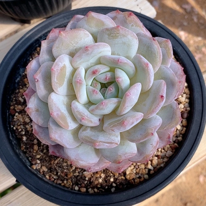 梦露 韩货精品666