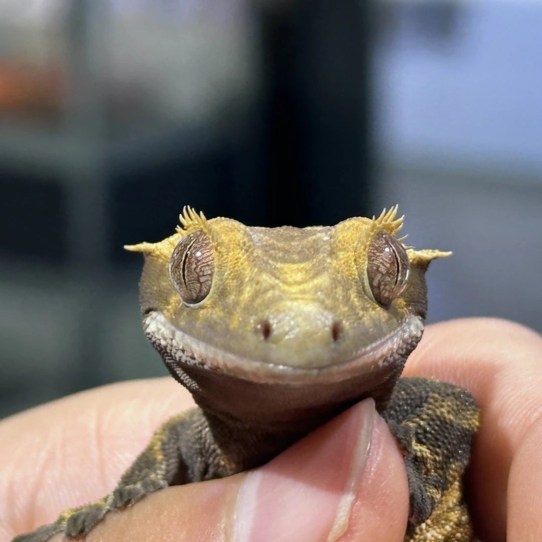 爬宠互动门票【单人】