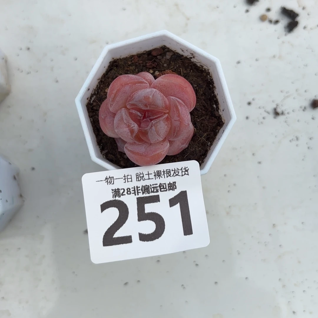 芝***铺玉兔单头无盆土发货