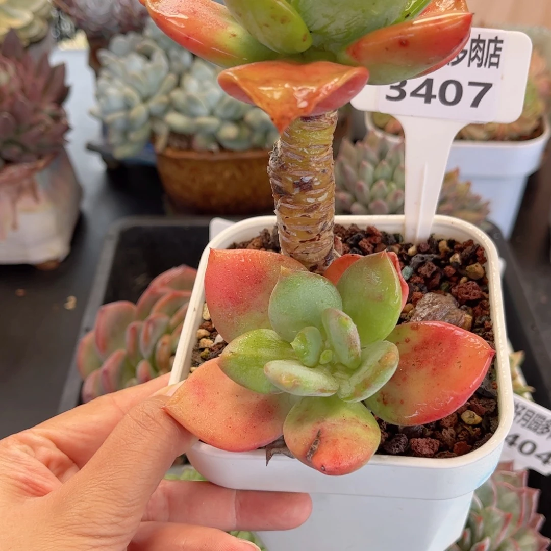 多肉植物3407 一定要拍冷链哦
