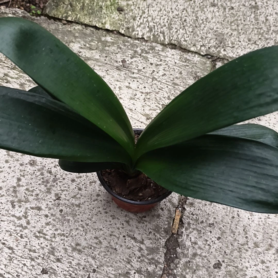 知***乐完全开放黑魁大苗一颗特惠残叶