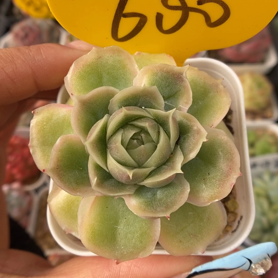 水晶虾饺可拍600号