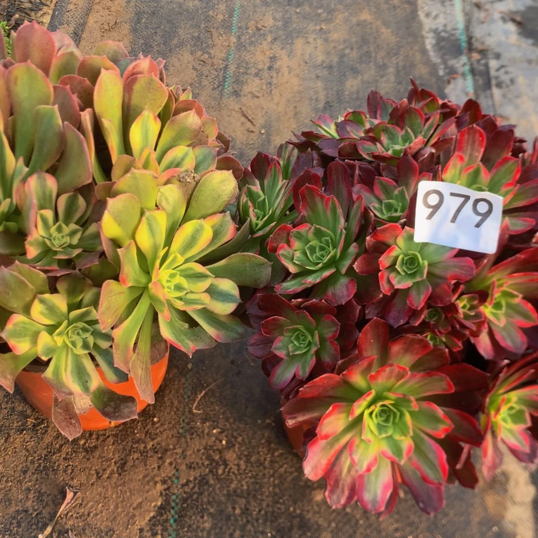 979特价组合多肉植物