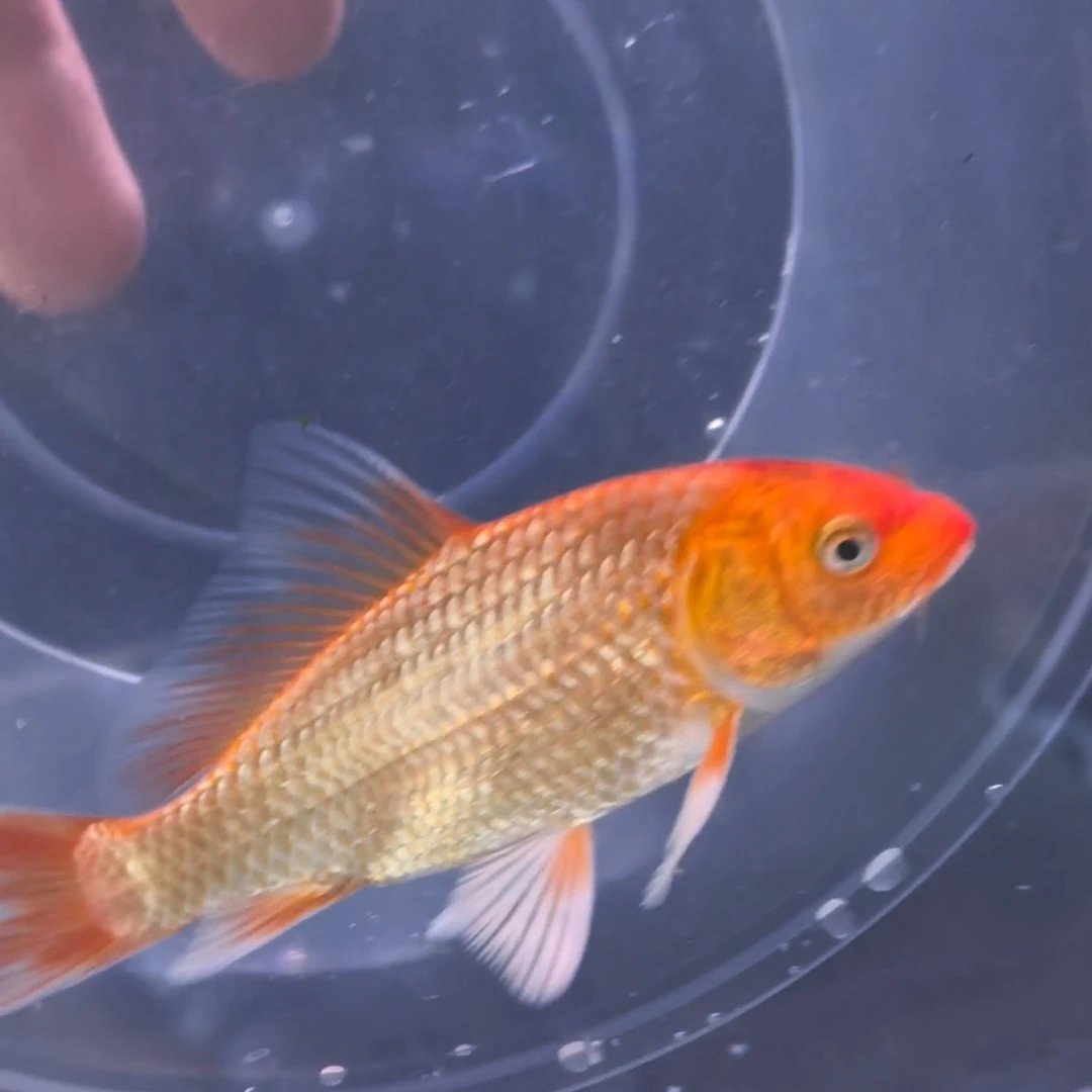 红色蝴蝶鲤普身头型好顺背七鳍完美张力十足首鳍很圆很大7-10cm