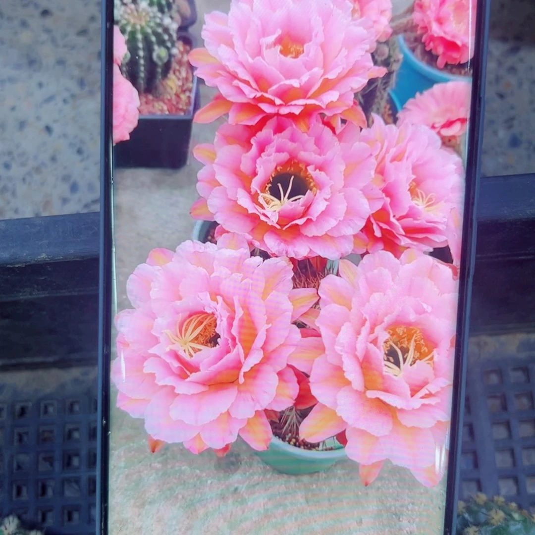 下42毛粉桃精灵歪无根侧芽4公分左右20包邮