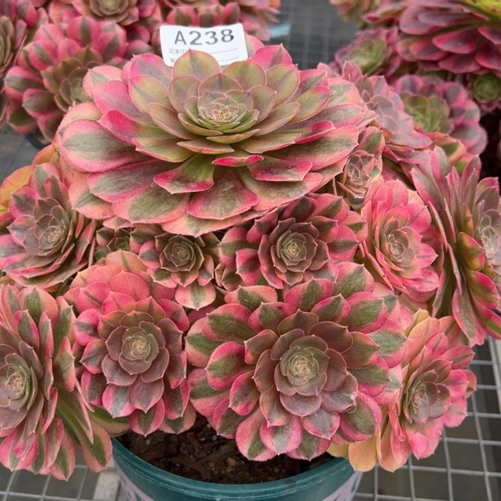 238雨荷25厘米左右