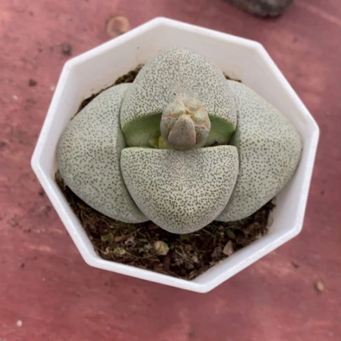 绿元宝单6仙人球