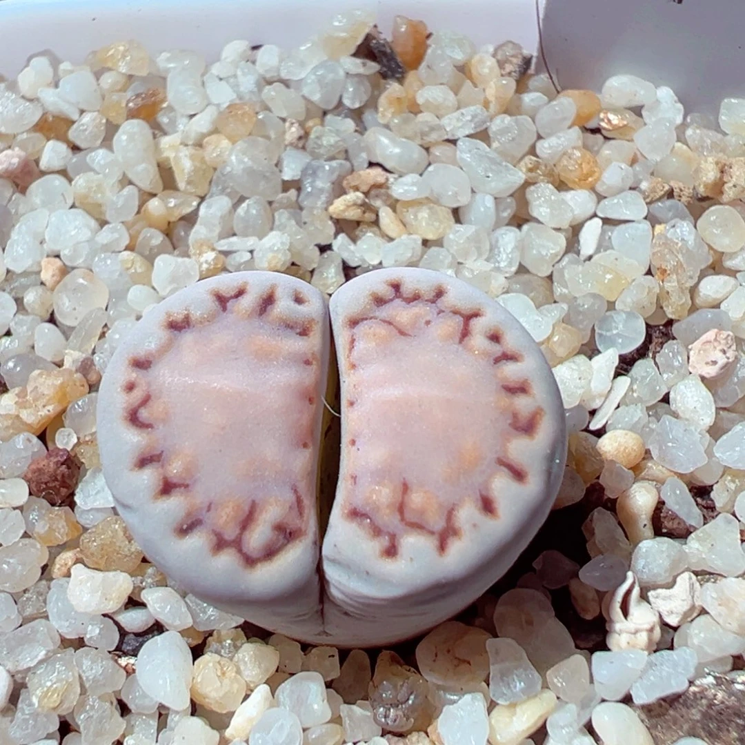 1103-273多肉多肉217