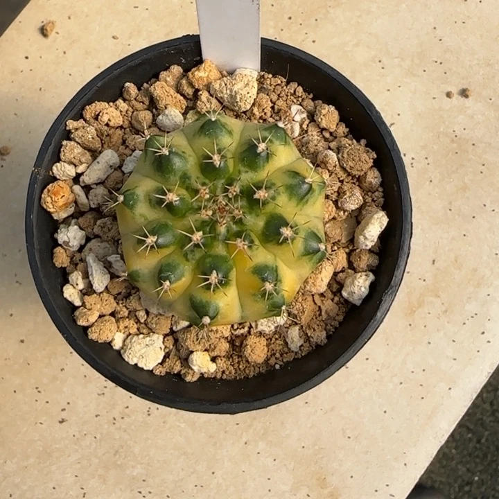 199-0121泰国发货月冠多肉