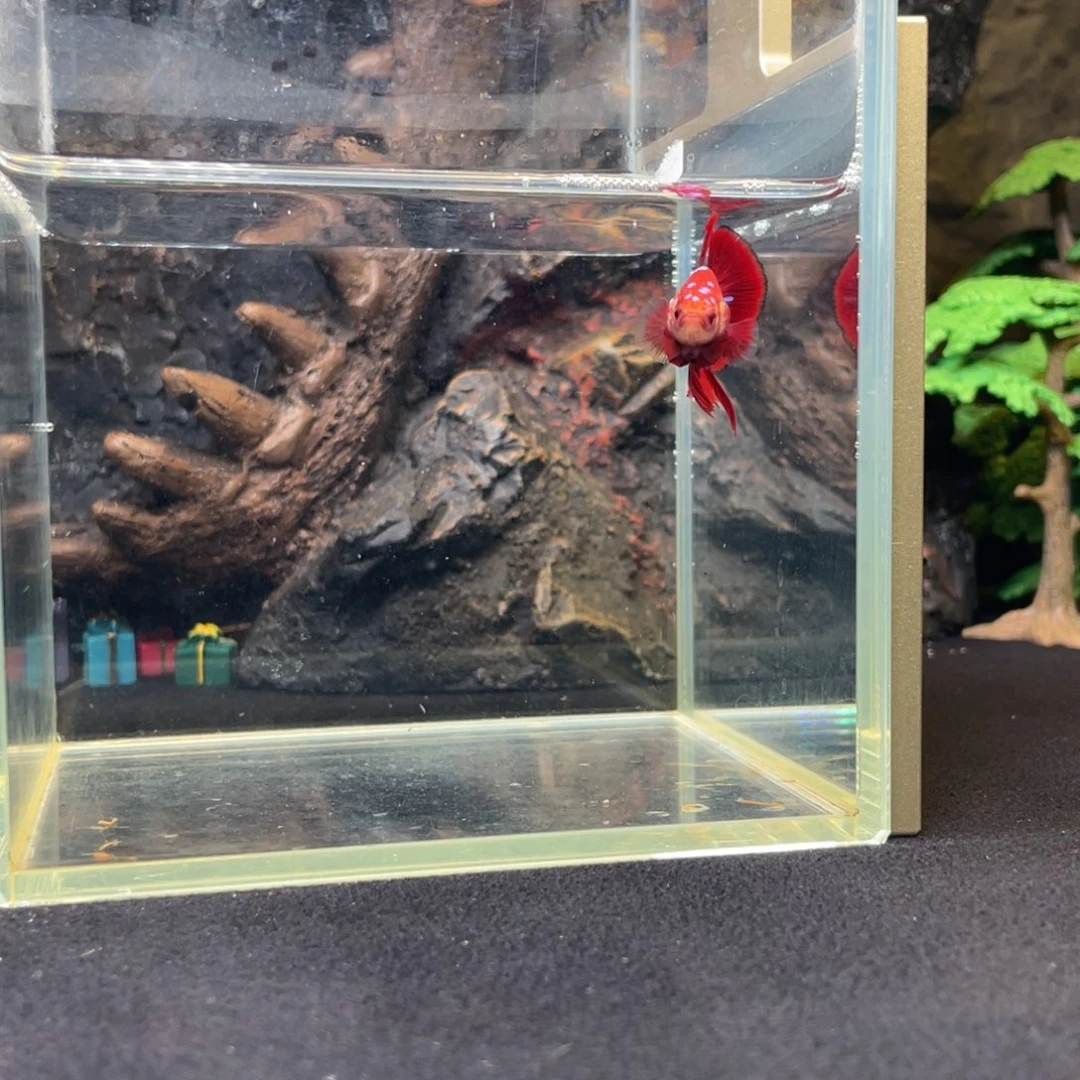 斗鱼鱼次元一月四日竞价