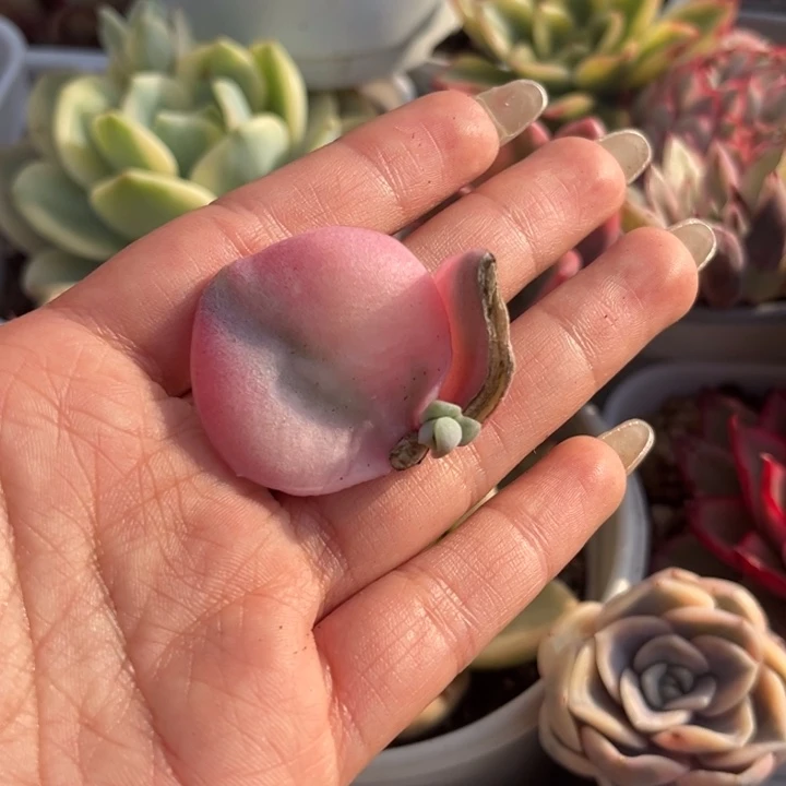 可爱玫瑰锦彩锦叶片