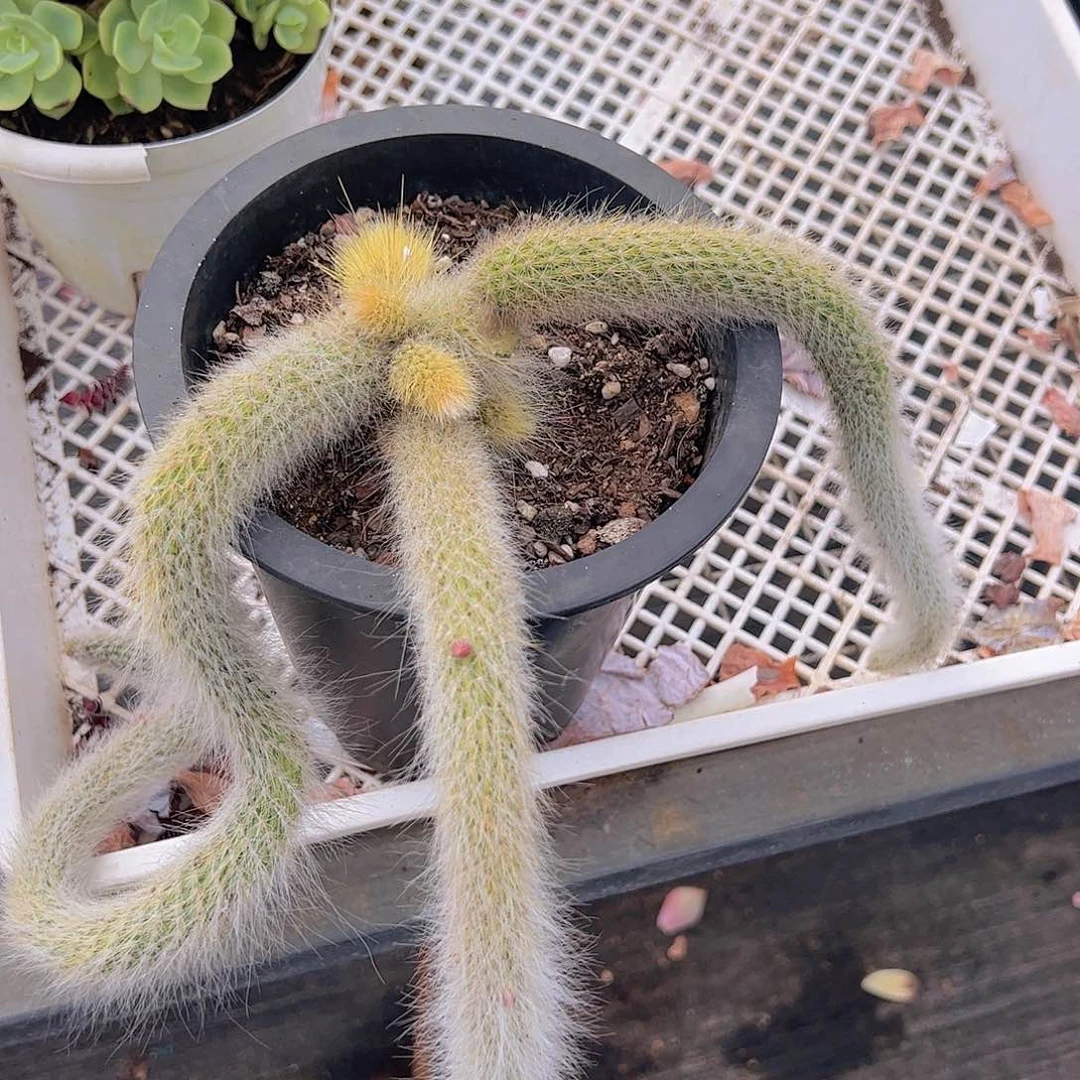 九尾狐三头起发老桩