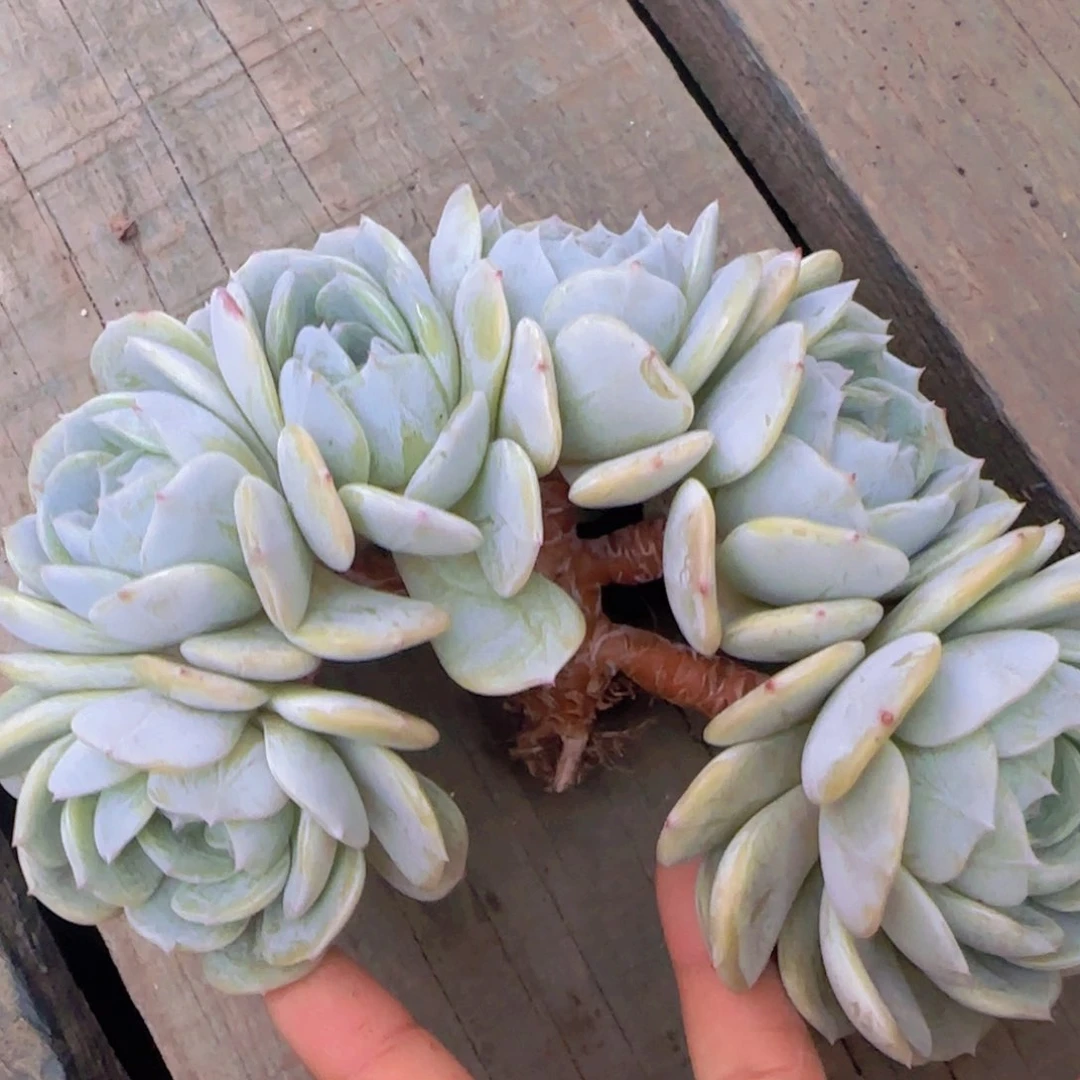 我**恒多肉植物多肉植物