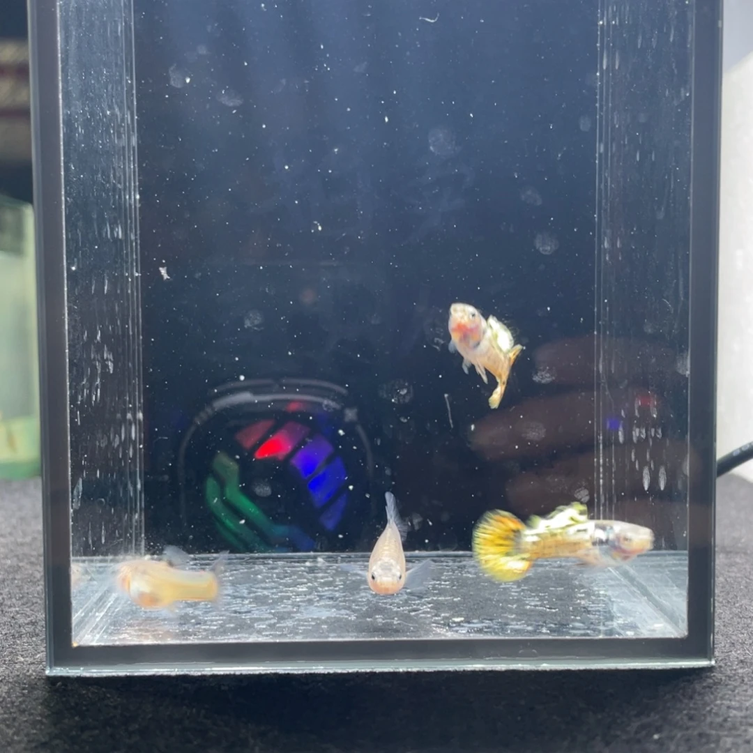 孔雀鱼马晶塔黄虎斑两对