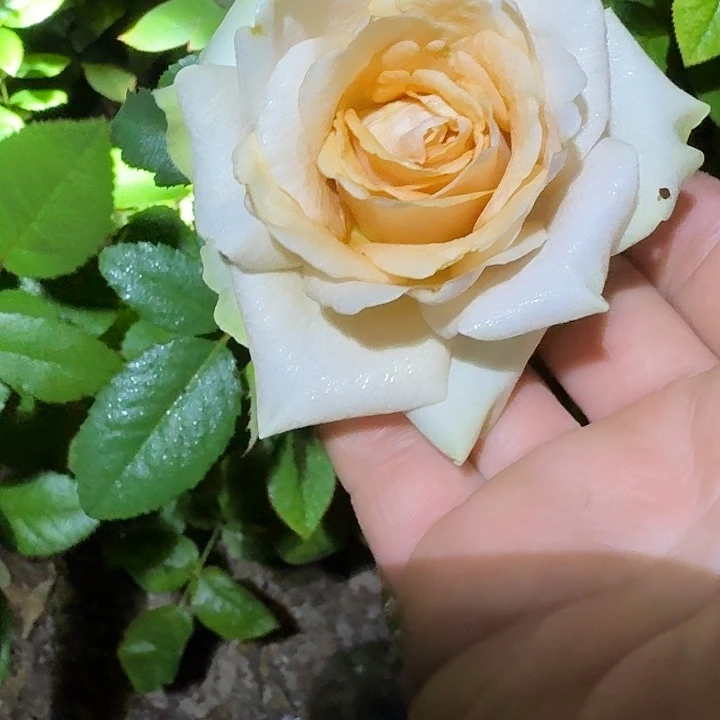无花朵旧日足迹根接小苗