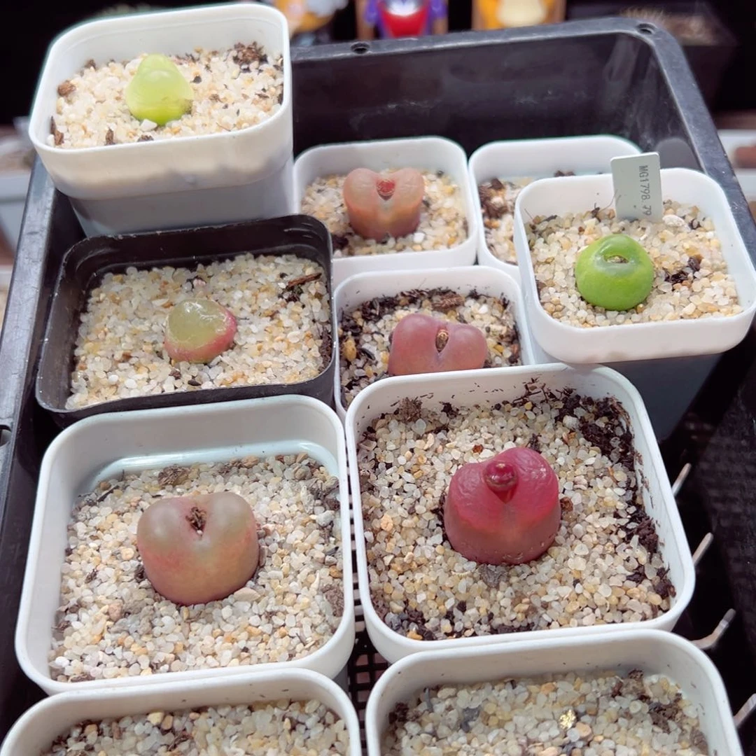 ⑅*⑅113-262.我是真的