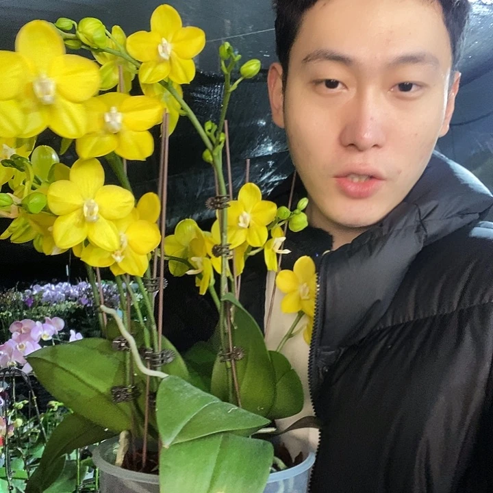 无花朵吉祥如意蝴蝶兰