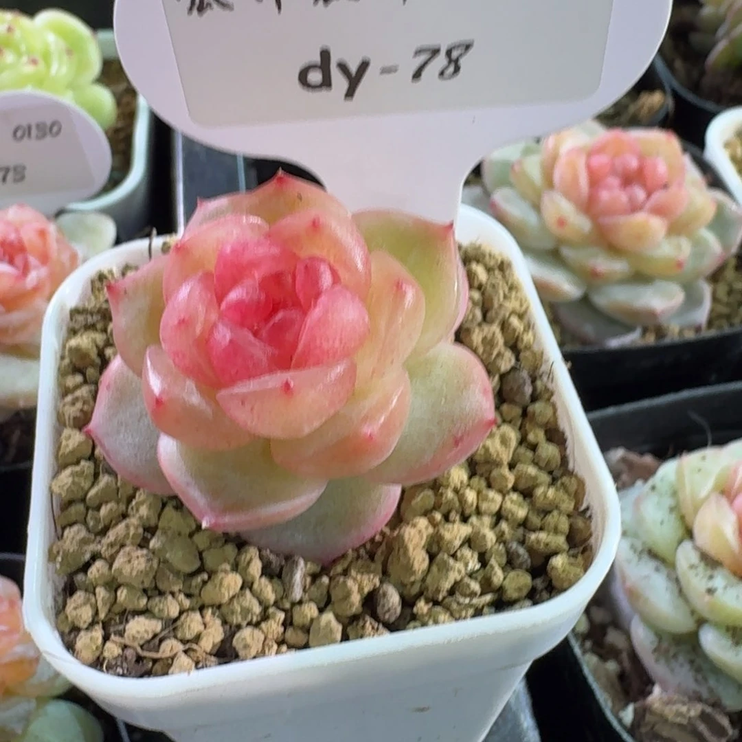 0130-78-追月一颗