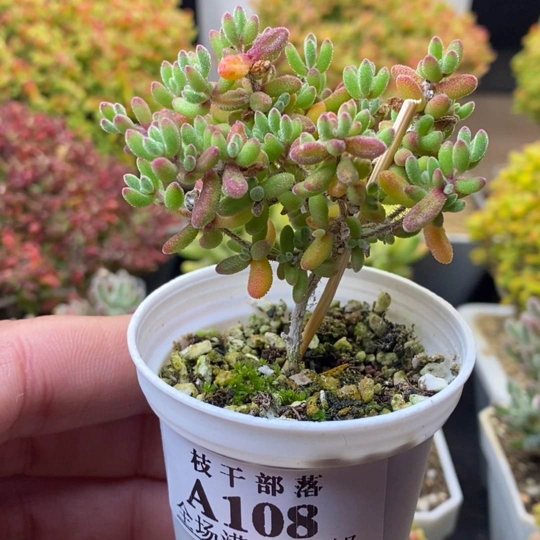 红宝石108。