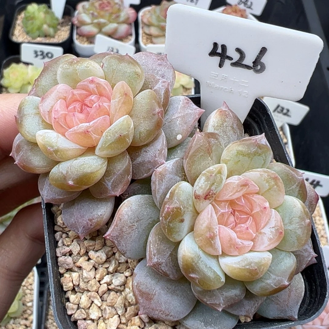 426号风花雪月系列孤品个体