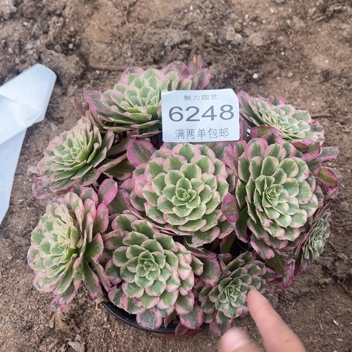 6248霁月的人多肉的人肉