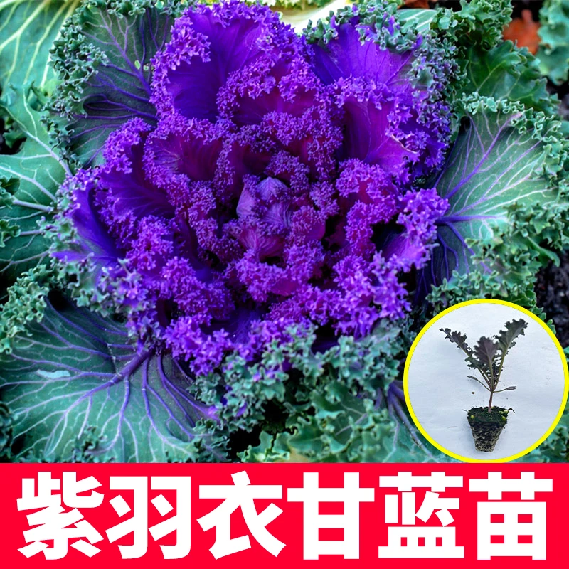紫色羽衣甘蓝秧苗 超级食物蔬菜苗 可观赏食用耐寒室内外盆栽地栽